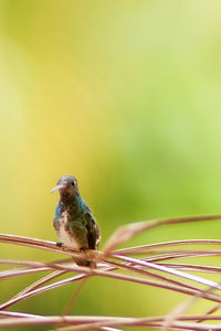 Close-up of bird perching on leaf