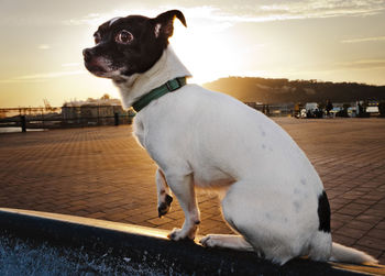 Dog looking away in city against sky during sunset