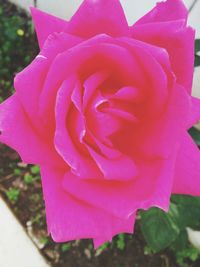 Close-up of pink rose blooming outdoors