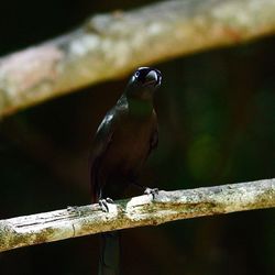 Close-up of bird perching outdoors