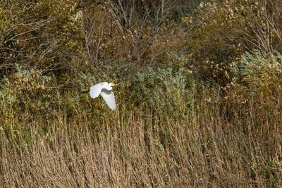 Bird flying over grass