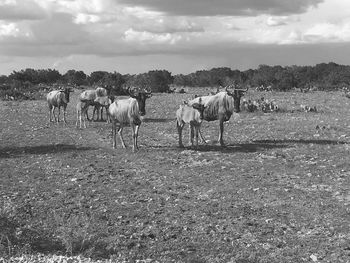 Horses grazing on field against sky