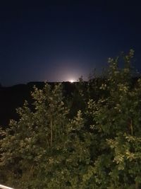 Low angle view of trees against clear sky at night