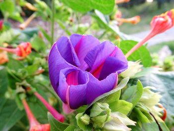 Close-up of purple flowering plant