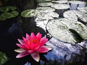 Lotus water lily in lake