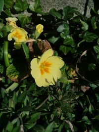 Close-up of yellow flowering plant