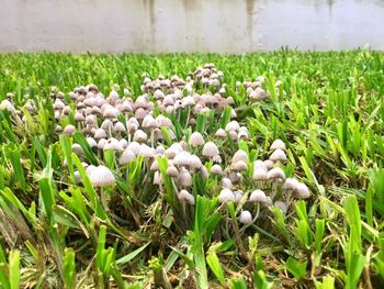 Close-up of white flowers