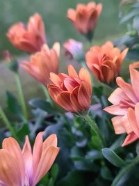 Close-up of pink flowering plants