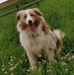 Portrait of dog sticking out tongue on field