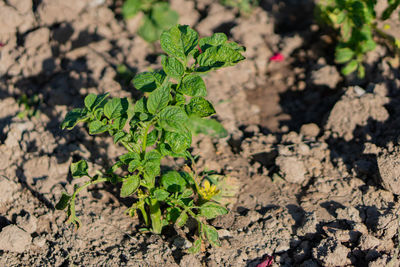 High angle view of plant growing on field