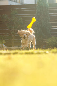 Small dog in a field