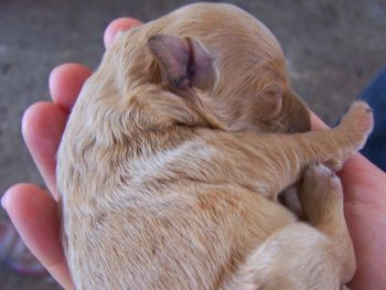 Close-up of dog