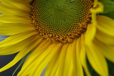 Close-up of yellow flower