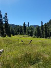 Scenic view of grassy field against blue sky