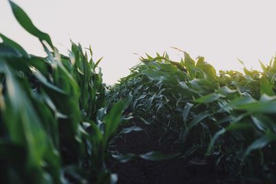 Close-up of crops growing on field against clear sky