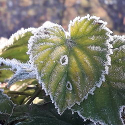 Close-up of frozen plant leaves during winter