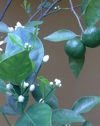 Close-up of fruit growing on tree