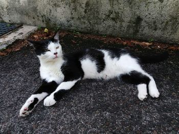 High angle portrait of cat relaxing outdoors