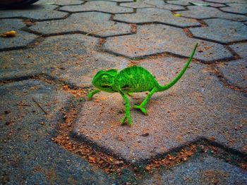 High angle view of a chameleon