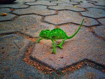 High angle view of frog on leaf