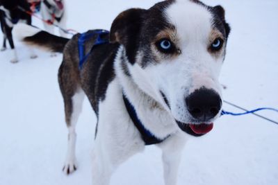 Close-up portrait of husky on snow