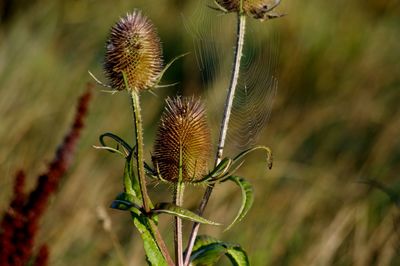 Close-up of thistle plant