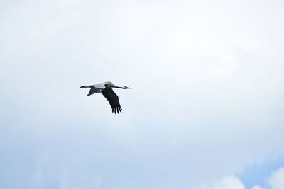 Low angle view of crane flying in sky