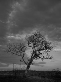 Bare tree on landscape against sky