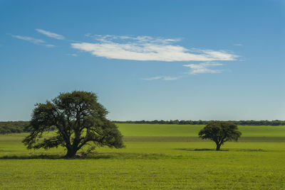 Trees on field against sky