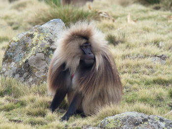 Side on portrait of gelada monkey theropithecus gelada grazing grasses semien mountains, ethiopia.