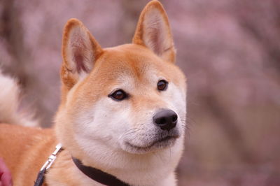 Close-up of dog looking away