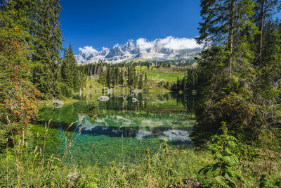 Scenic view of lake against trees in forest