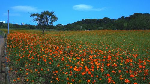 Scenic view of field against sky