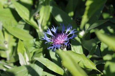 Close-up of purple flowering plant