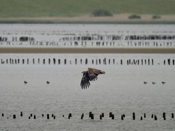 Birds flying over sea