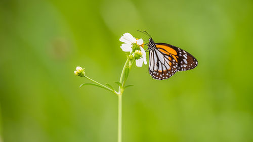 Close-up of butterfly pollinating on flower