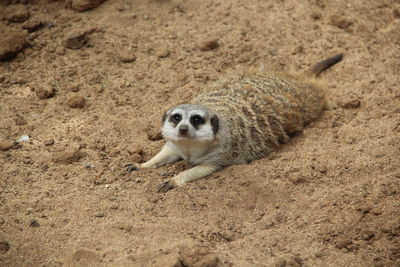 High angle view of lizard on land