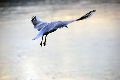 Close-up of bird flying over lake