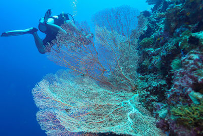 Scuba diving in sea