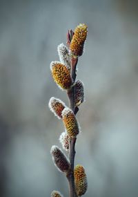 The branches in winter