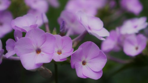 Close-up of pink flowering plants