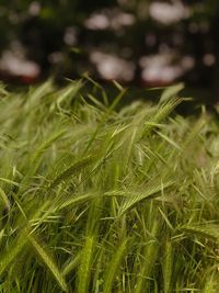 Close-up of crops growing on field