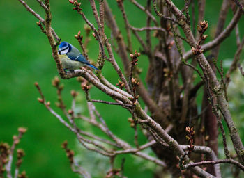 Bird perching on a tree