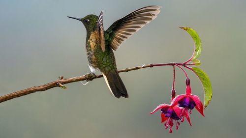 Close-up of bird perching on plant