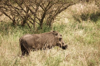 Lioness standing on field