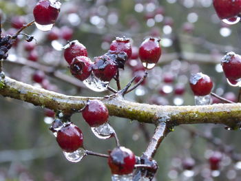 Close-up of wet red berries on tree