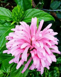 Close-up of pink flower