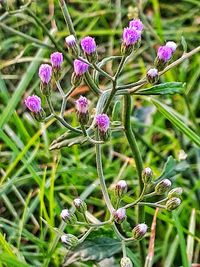 Close-up of pink flowering plant