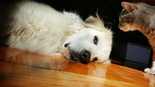 Portrait of dog with cat on hardwood floor at home