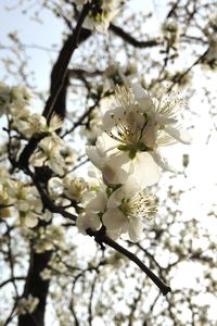 Low angle view of apple blossoms in spring